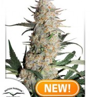 Critical Orange Punch