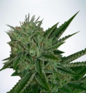 Auto Northern Lights