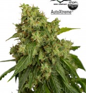 Auto Xtreme
