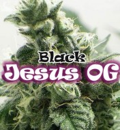 Black Jesus Og