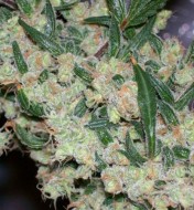 Ash (Afghan/Haze X Afghan/Skunk) Regular