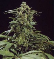 G13 X Skunk Regular