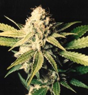 Shark Shock Regular