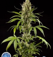 Easy Haze / K13-Haze