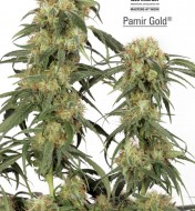 Pamir Gold