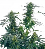 Guerrilla's Gusto Regular