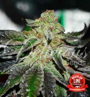 Original Juan Herer Regular