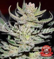 Unknown Kush Regular