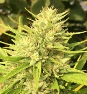 Malawi x Panama Regular