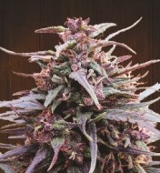 Purple Haze x Malawi Regular