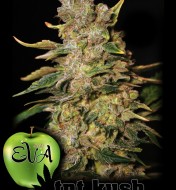 Tnt Kush