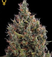 Big Bang Autoflowering