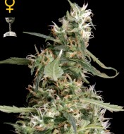 Arjan's Ultra Haze  1