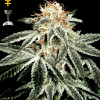 White Widow