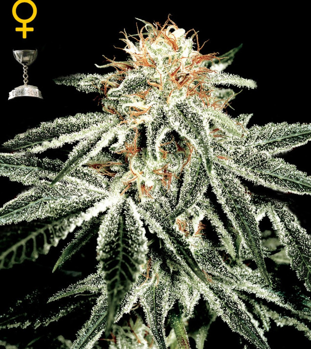 White Widow
