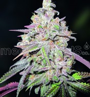 Mendocino Chanel Kush