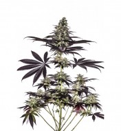 CBD+ Caramelice Express