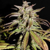 Smoothie Auto