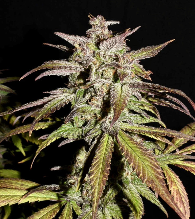 Smoothie Auto