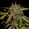 Smoothie Auto