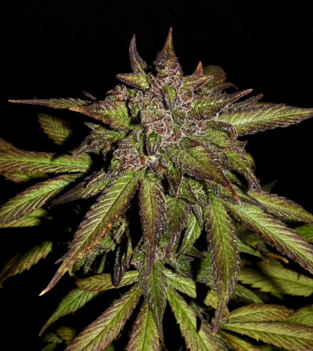 Smoothie Auto