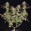 Smoothie Auto