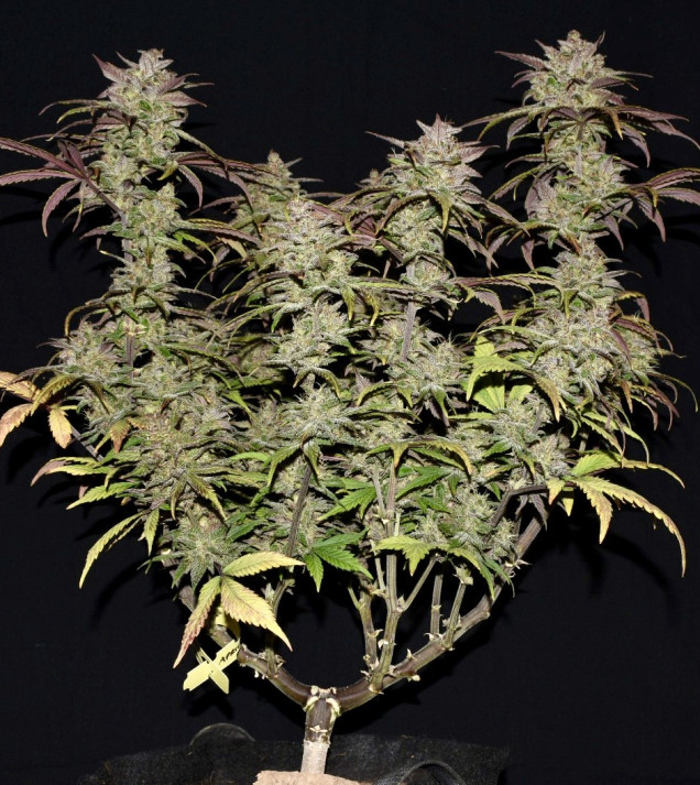 Smoothie Auto
