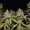 Smoothie Auto