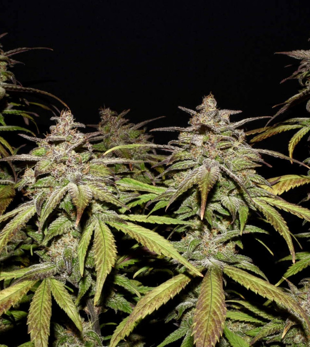 Smoothie Auto