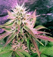 Northern Lights Auto