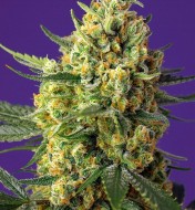 Crystal Candy XL Auto