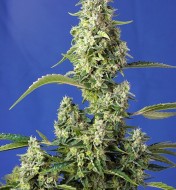 Gorilla Girl XL Auto