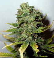 Super Skunk