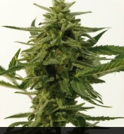 Northern Haze Express