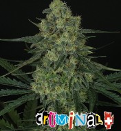 Criminal +