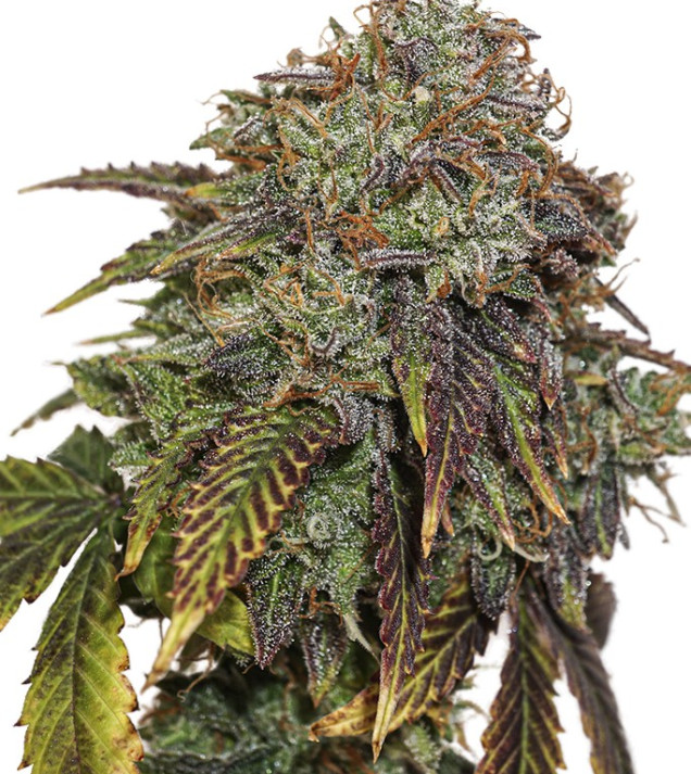 Gelato 41 Auto
