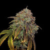 Gelato 41 Auto