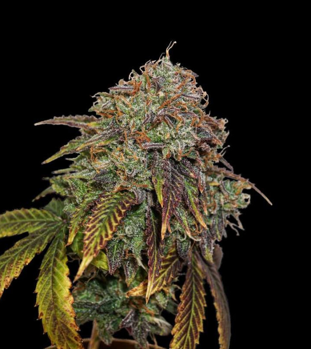 Gelato 41 Auto