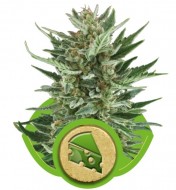 Royal Cheese Automatic