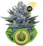 Northern Light Automatic