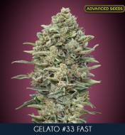 Gelato 33 Fast