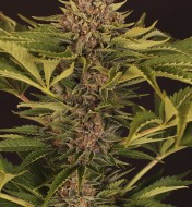 Strawberry Cola Auto