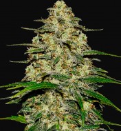 Wedding Cheescake Auto