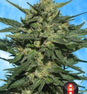 Auto White Russian 1