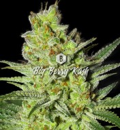 Big Berry Kush
