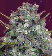 Blueberry 47