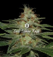 Cali Lemon Kush