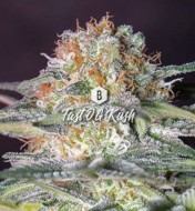 Fast OG Kush