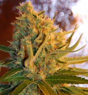 Shot Adrenaline Auto