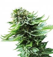 Northern Lights Automatic